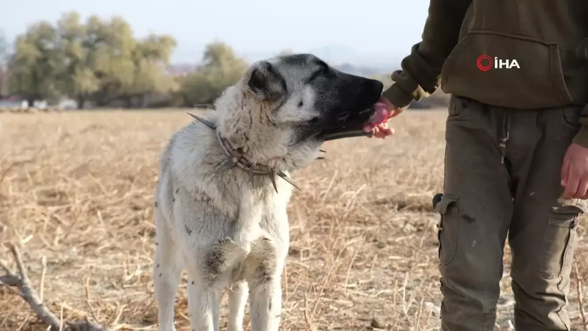 Çobanların Vazgeçilmez Dostları: Köpekler